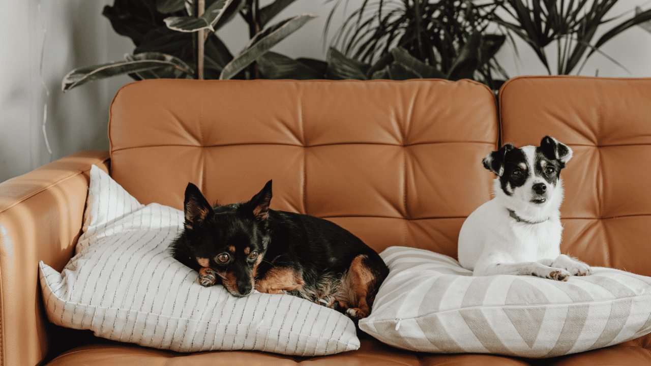 7 Valles hotel pet friendly en Valle de Guadalupe, hospedaje con mascotas